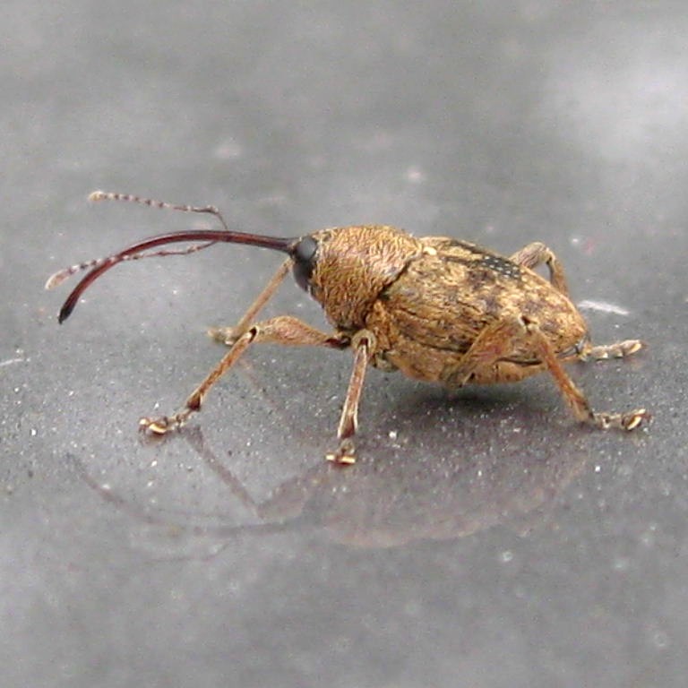 Acorn Weevil