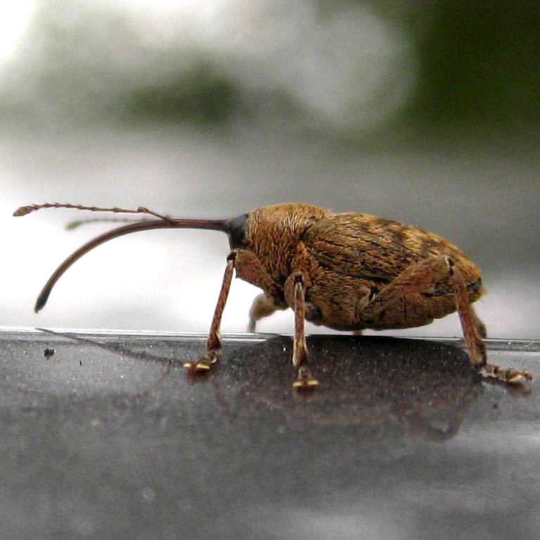 Acorn Weevil