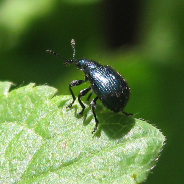 Apple Twig Cutter Weevil