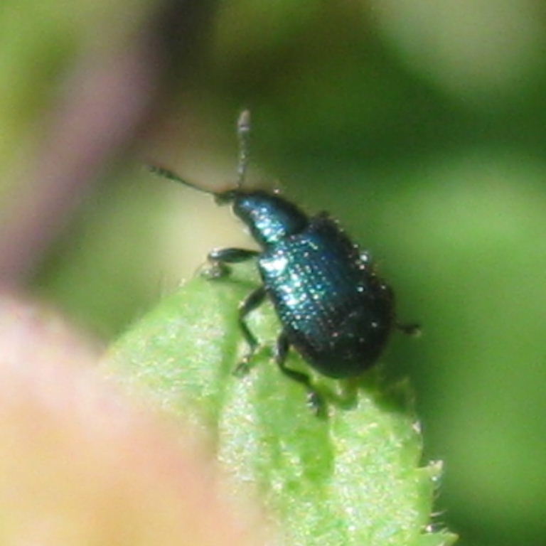 Apple Twig Cutter Weevil