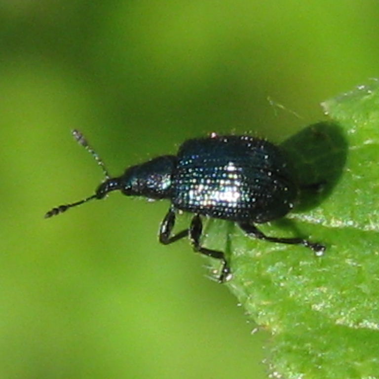 Apple Twig Cutter Weevil