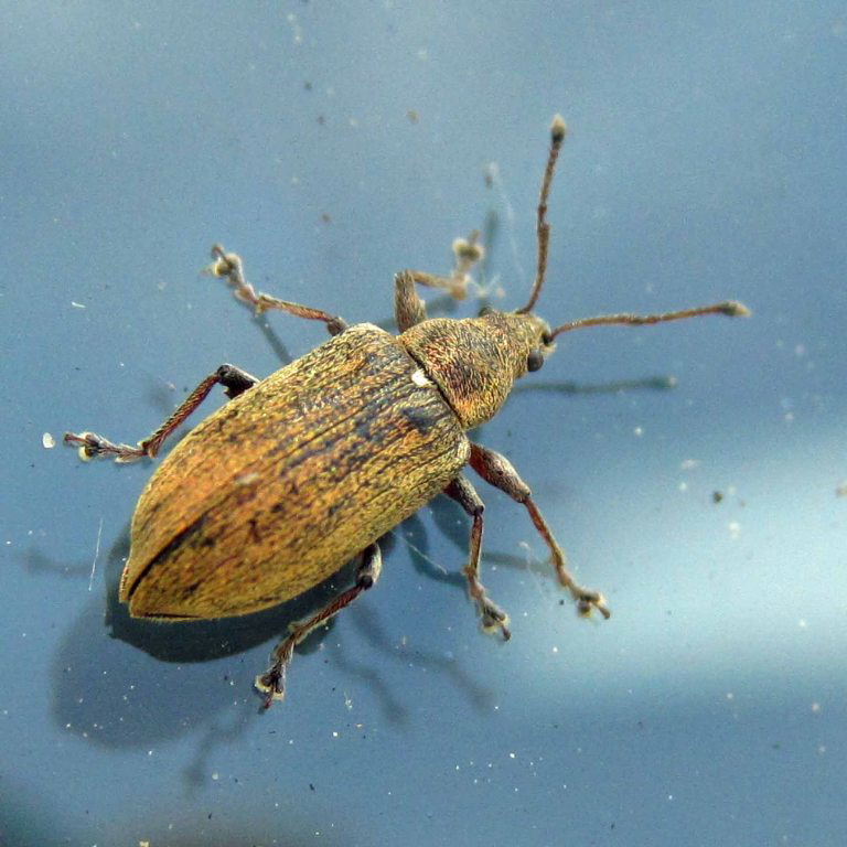 Common Leaf Weevil