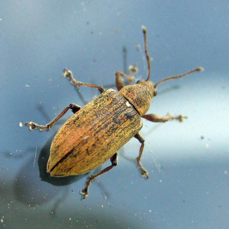 Common Leaf Weevil