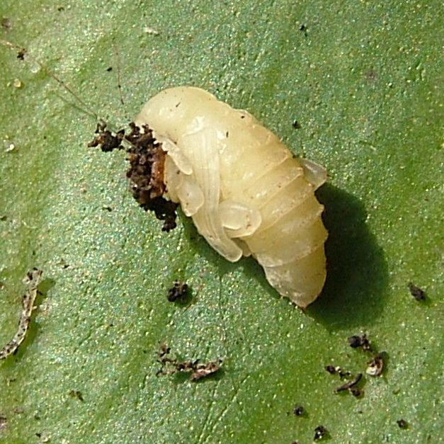 Vine Weevil pupa