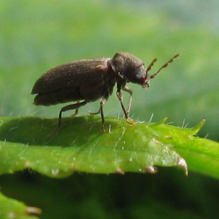 Furniture Beetle