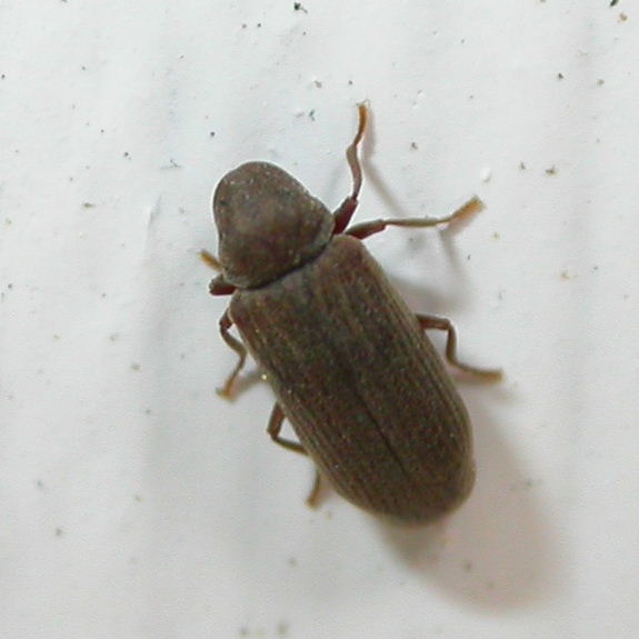 Furniture Beetle