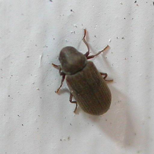 Furniture Beetle