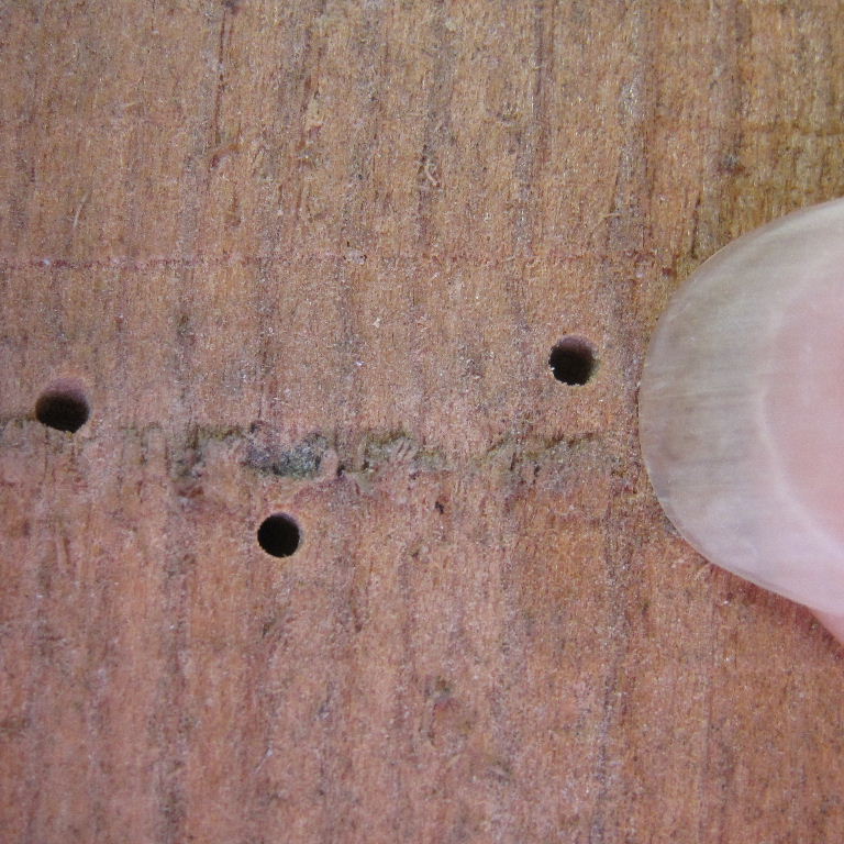 Woodworm holes