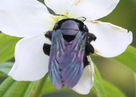 Broad-footed Carpenter Bee, Singapore