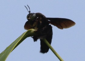 Broad-footed Carpenter Bee, Singapore