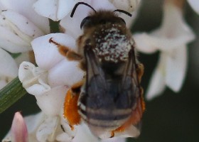 Bee Tenerife
