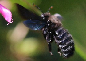 violet-winged bee, Italy
