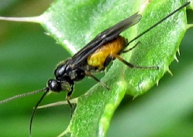 Braconid wasp