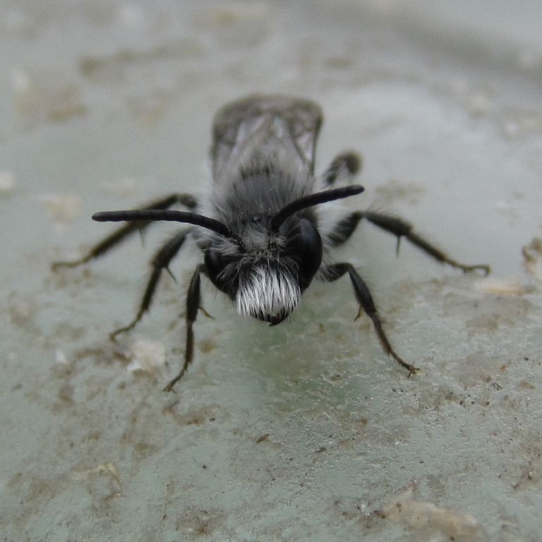 Ashy Mining Bee male