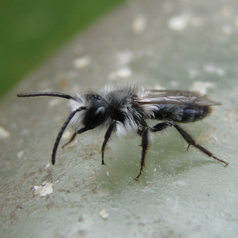 Ashy Mining Bee male