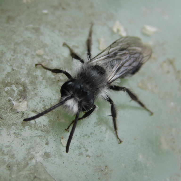 Ashy Mining Bee