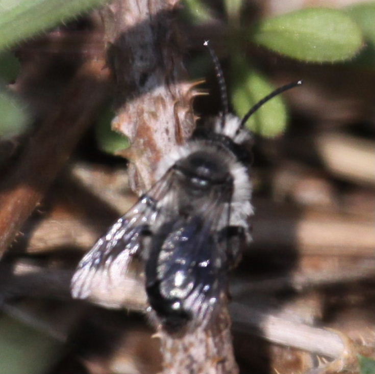 Ashy Mining Bee