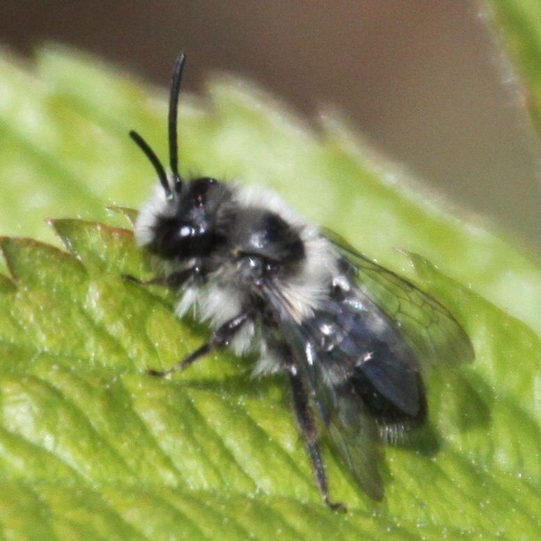 Ashy Mining Bee