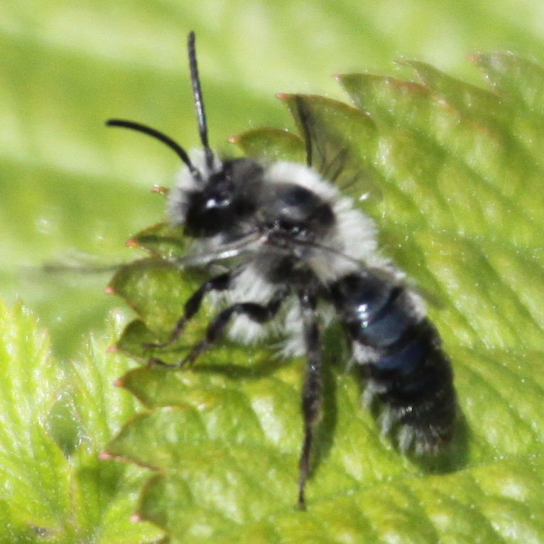 Ashy Mining Bee