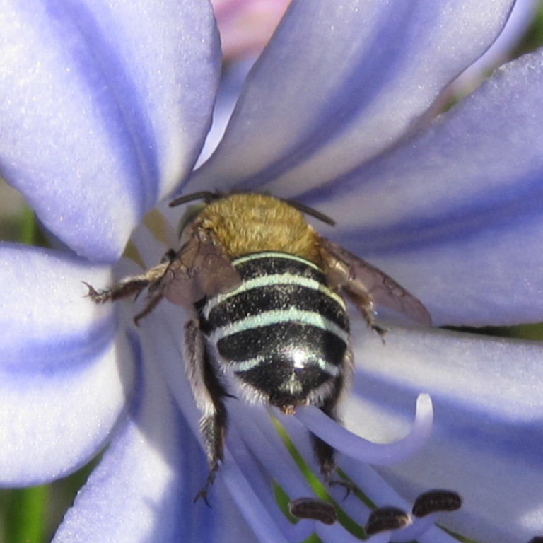 Blue-banded Bee