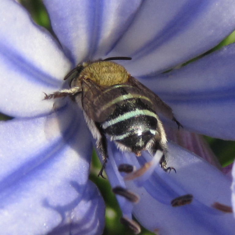 Bluebanded Bee Bluebanded Bee