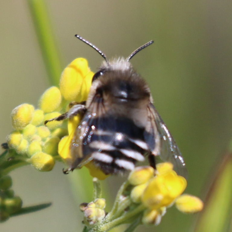 Canary Flower Bee