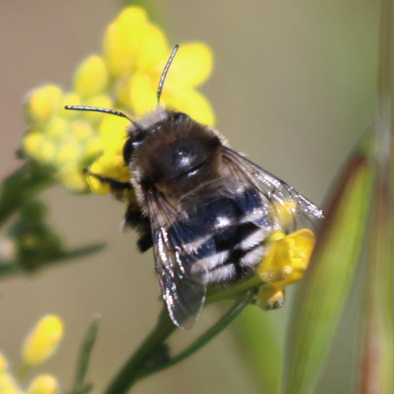 Canary Flower Bee