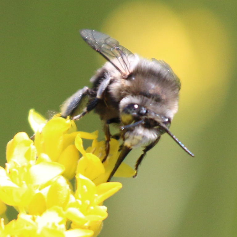 Canary Flower Bee