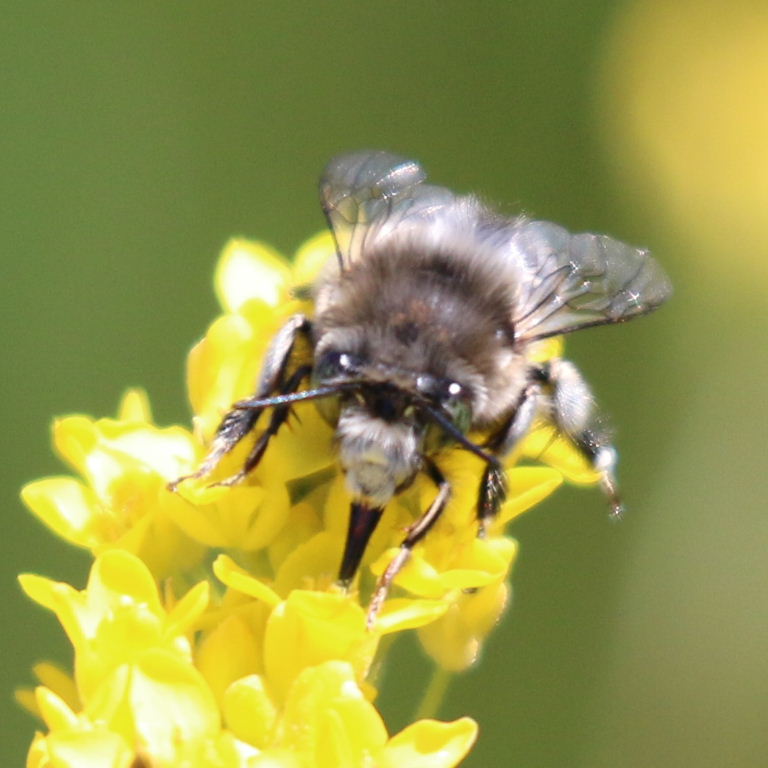 Canary Flower Bee