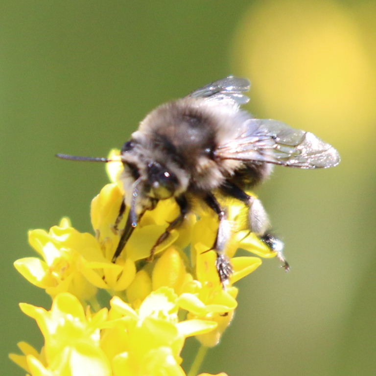 Canary Flower Bee