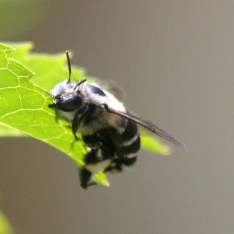 Canary Flower Bee