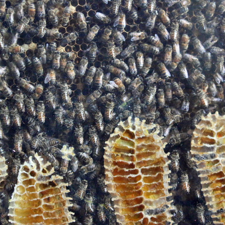 Honey Bees with honey comb