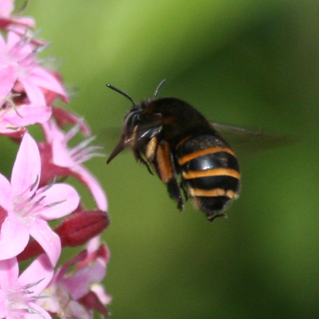 Anthophora maderae