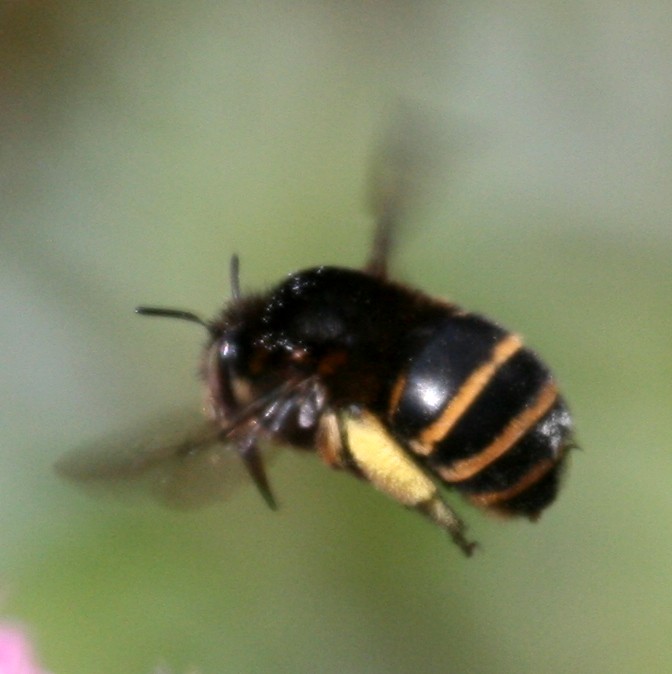 Anthophora maderae