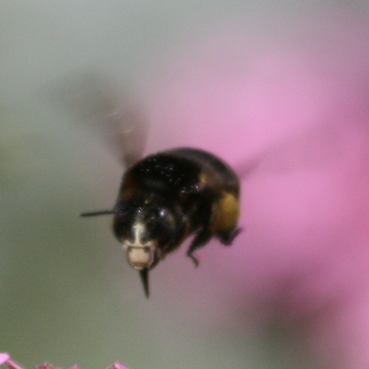Anthophora maderae