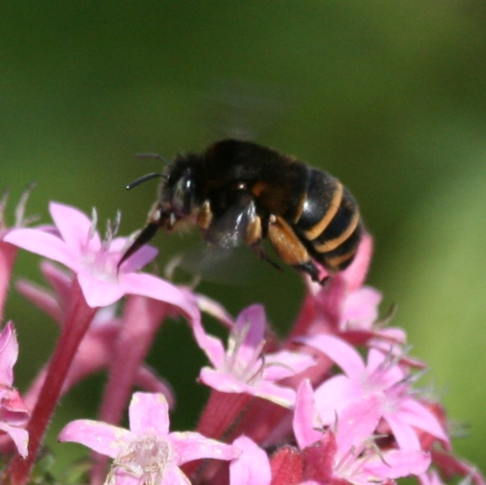 Anthophora maderae
