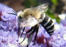 Tenerife White-banded Digger Bee