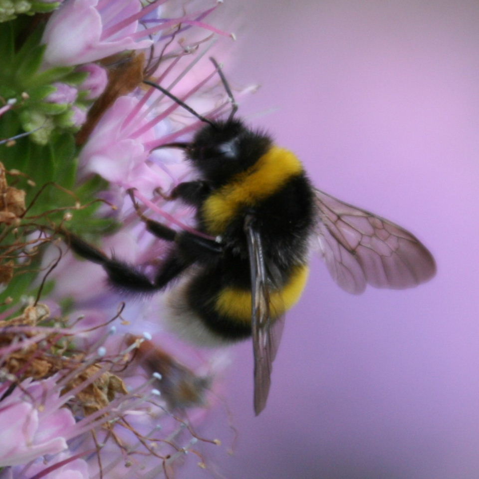 Bombus maderensis