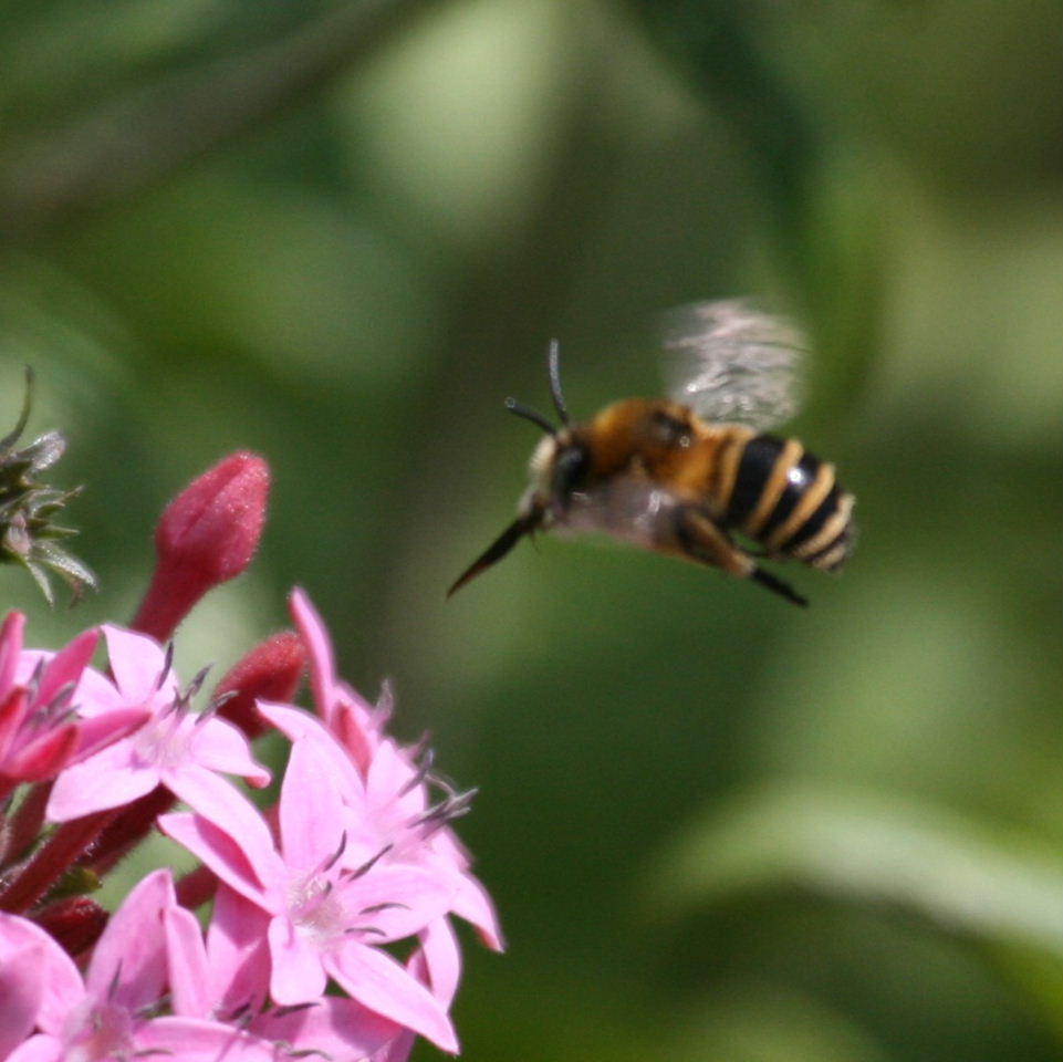 Banded bee