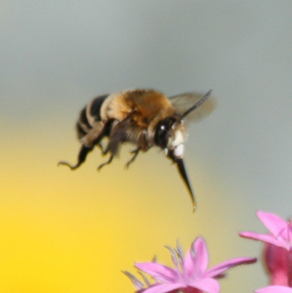 Banded bee