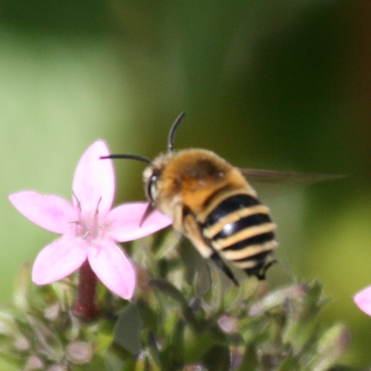 Banded bee