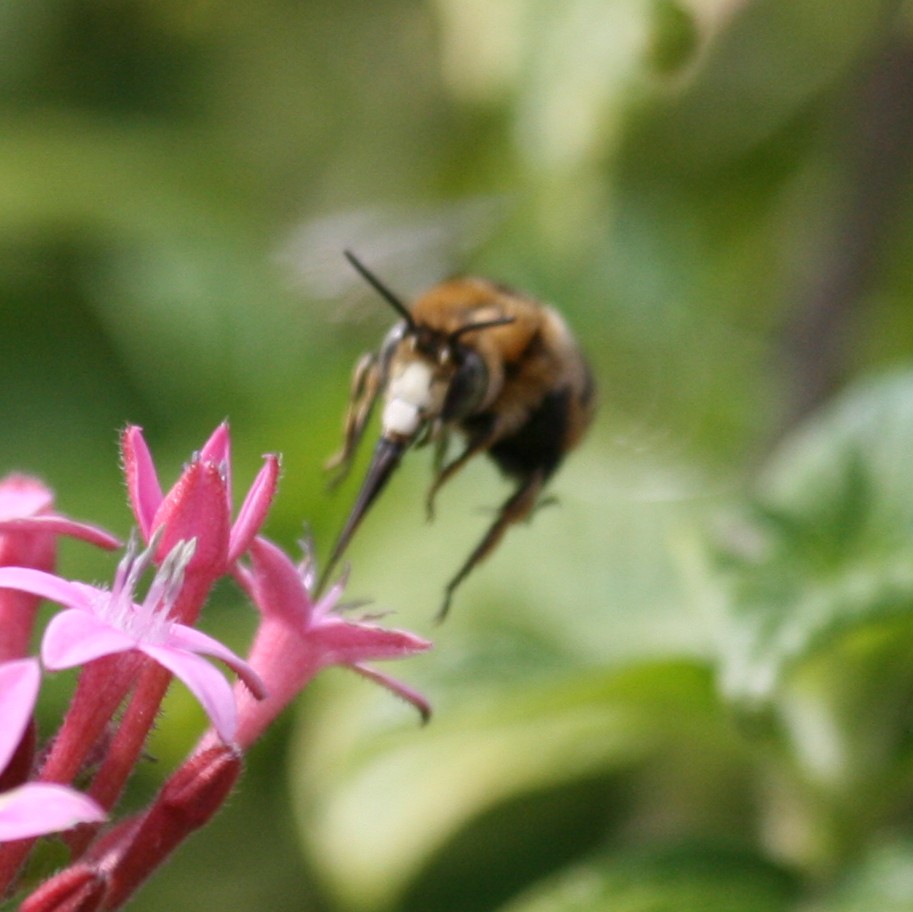 white-faced banded bee