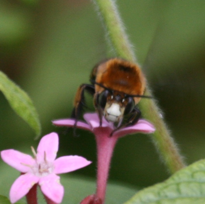white-faced banded bee