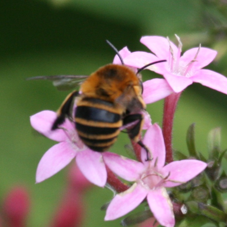 Banded bee