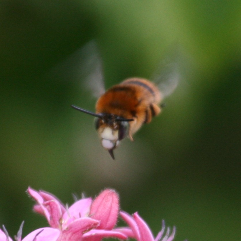 Banded bee