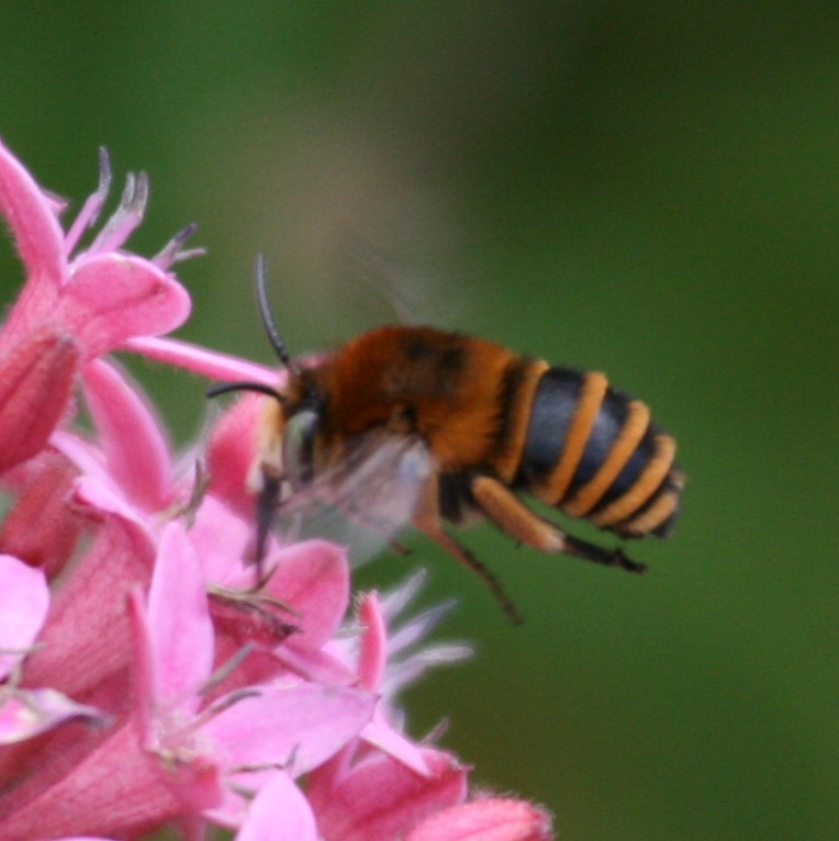 Banded bee