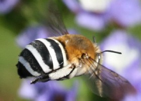 Tenerife black and white bee