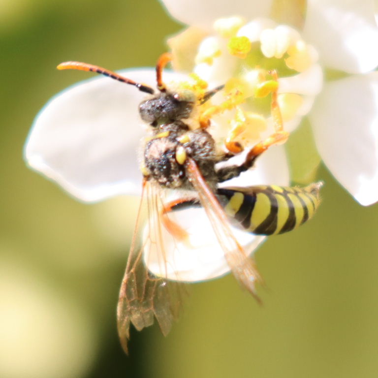 Gooden's Nomad Cuckoo Bee