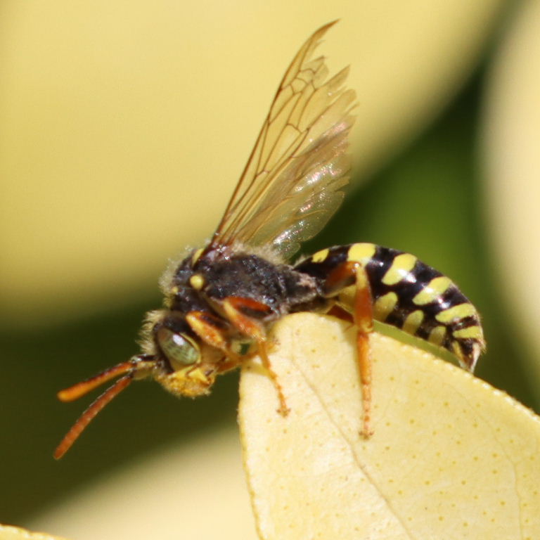 Gooden's Nomad Cuckoo Bee