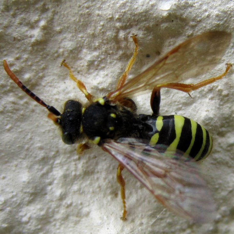 Gooden's Nomad Cuckoo Bee